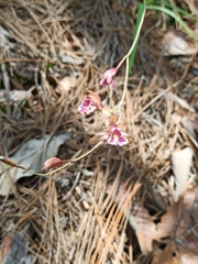 Bletia greenwoodiana