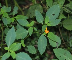 Impatiens capensis