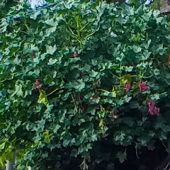 Malva assurgentiflora