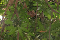 Epomophorus gambianus