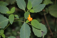 Impatiens capensis