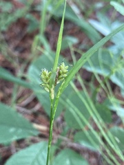 Carex pallescens