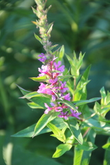Lythrum salicaria