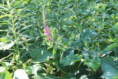 Lythrum salicaria