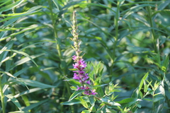 Lythrum salicaria