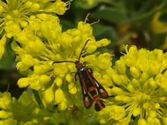 Synanthedon polygoni