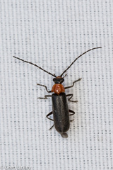 Silinae