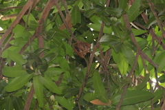 Epomophorus gambianus