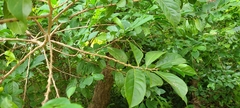 Casearia guianensis