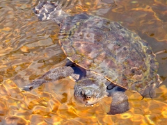 Common Sawshelled Turtle photo 2