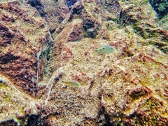 Herichthys carpintis