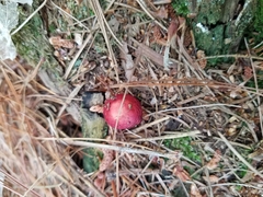 Amphibolips quercusjuglans