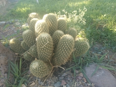 Coryphantha erecta