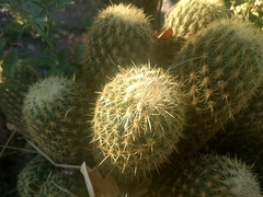 Coryphantha erecta