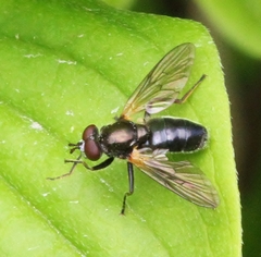 Blera nigra