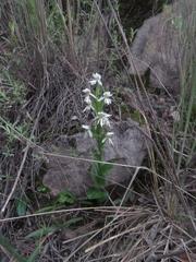 Habenaria kariniae