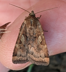 Cryptocala acadiensis