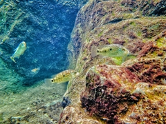 Herichthys carpintis