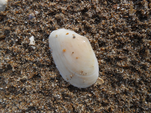 Psammotreta brevifrons