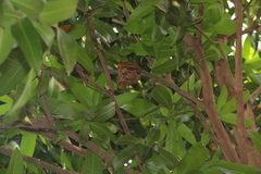 Epomophorus gambianus
