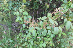 Rubus bogotensis