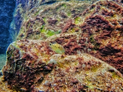 Herichthys carpintis