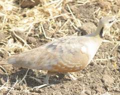 Pterocles gutturalis