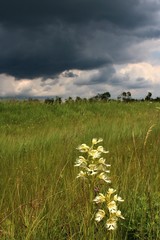 Platanthera praeclara