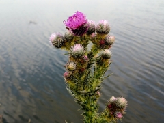 Cirsium lomatolepis
