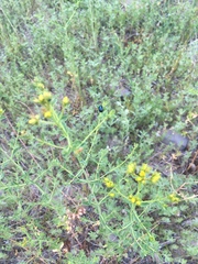 Chrysochus cobaltinus