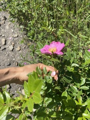 Rosa rugosa