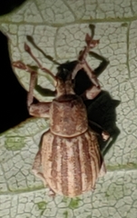 Aphrastus taeniatus