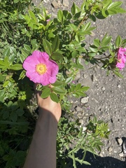 Rosa rugosa