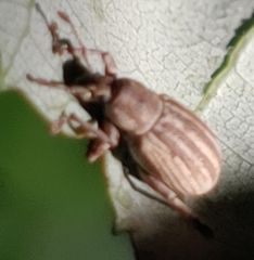 Aphrastus taeniatus