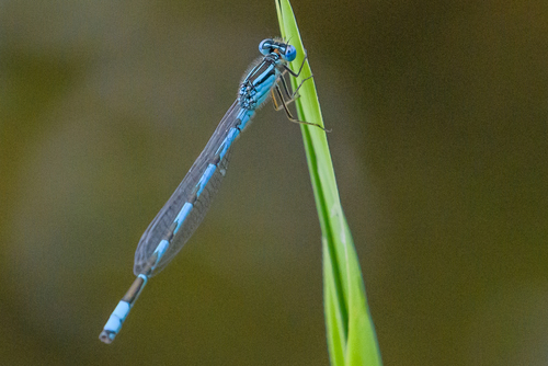 Big Bluet photo 3