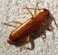 Smodicum cucujiforme