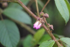 Rubus bogotensis