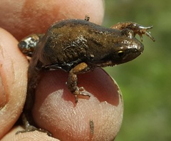 Cacosternum boettgeri