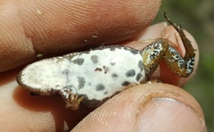 Cacosternum boettgeri