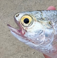 Hiodon alosoides