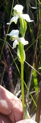 Disperis wealei