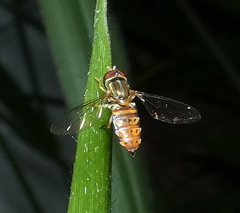 Toxomerus pulchellus