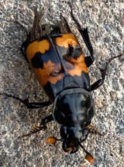 Nicrophorus guttula
