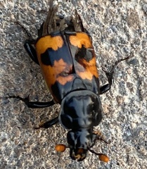 Nicrophorus guttula