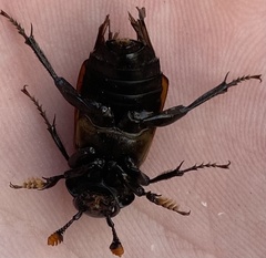 Nicrophorus guttula