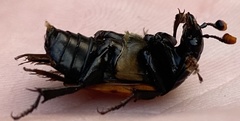 Nicrophorus guttula