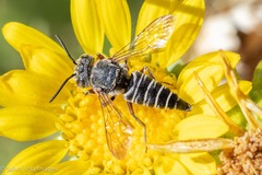 Synocoelioxys