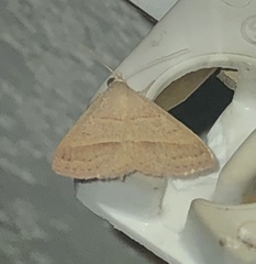 Hemeroplanis parallela