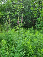 Lythrum salicaria