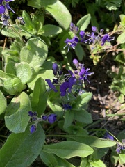 Veronica grandiflora